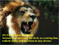 lion